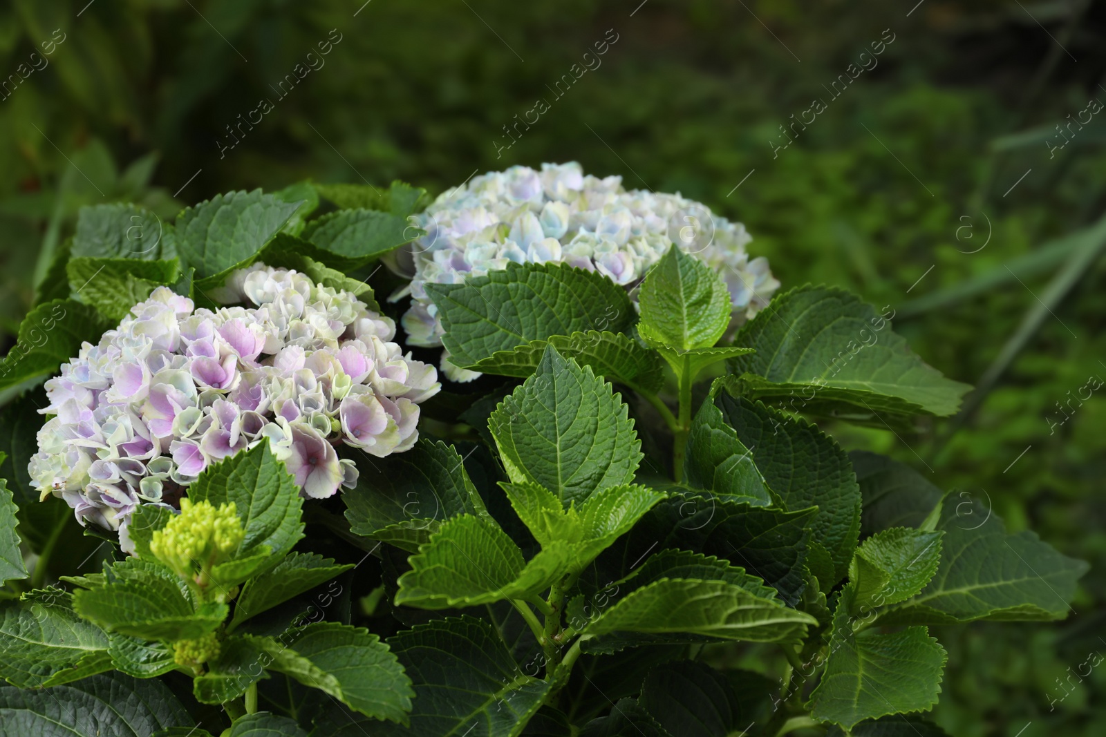 Photo of Blooming hortensia plant with beautiful flowers outdoors