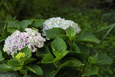 Photo of Blooming hortensia plant with beautiful flowers outdoors