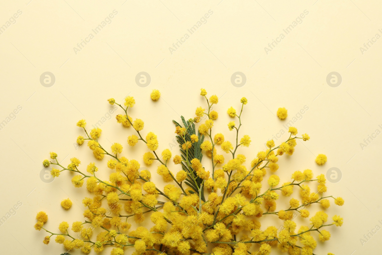 Photo of Beautiful floral composition with mimosa flowers on beige background, flat lay