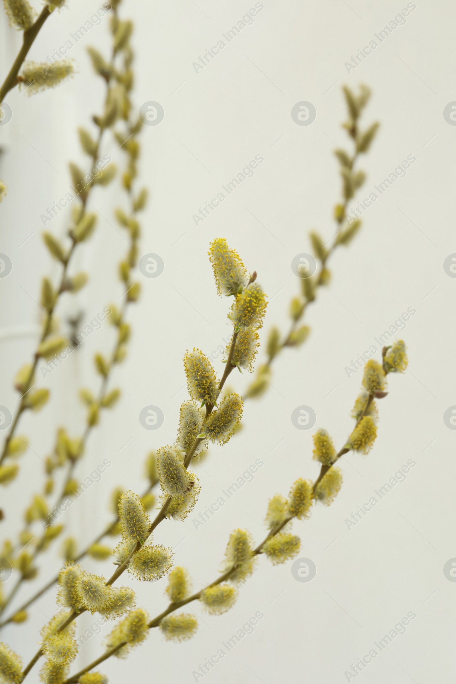 Photo of Beautiful fluffy catkins on willow tree outdoors, closeup