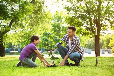 Photo of Dad and son planting tree together in park on sunny day