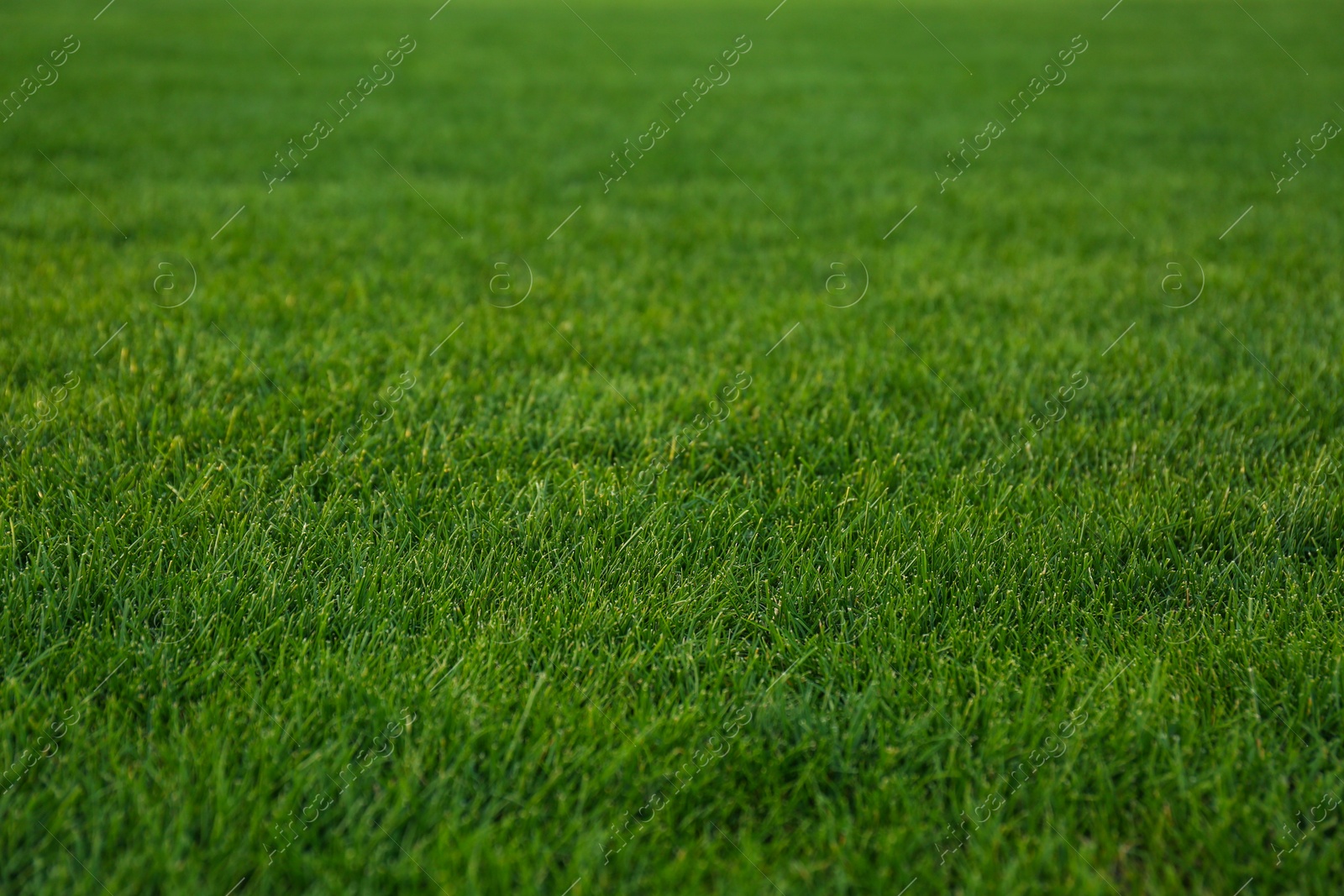 Photo of Green lawn with fresh grass as background