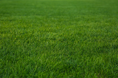 Photo of Green lawn with fresh grass as background