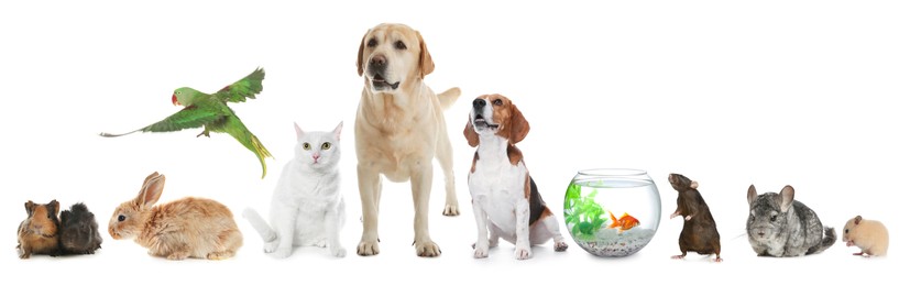 Group of different domestic animals on white background, collage