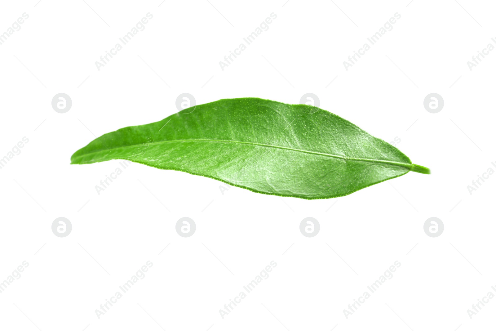 Photo of Fresh green tangerine leaf on white background