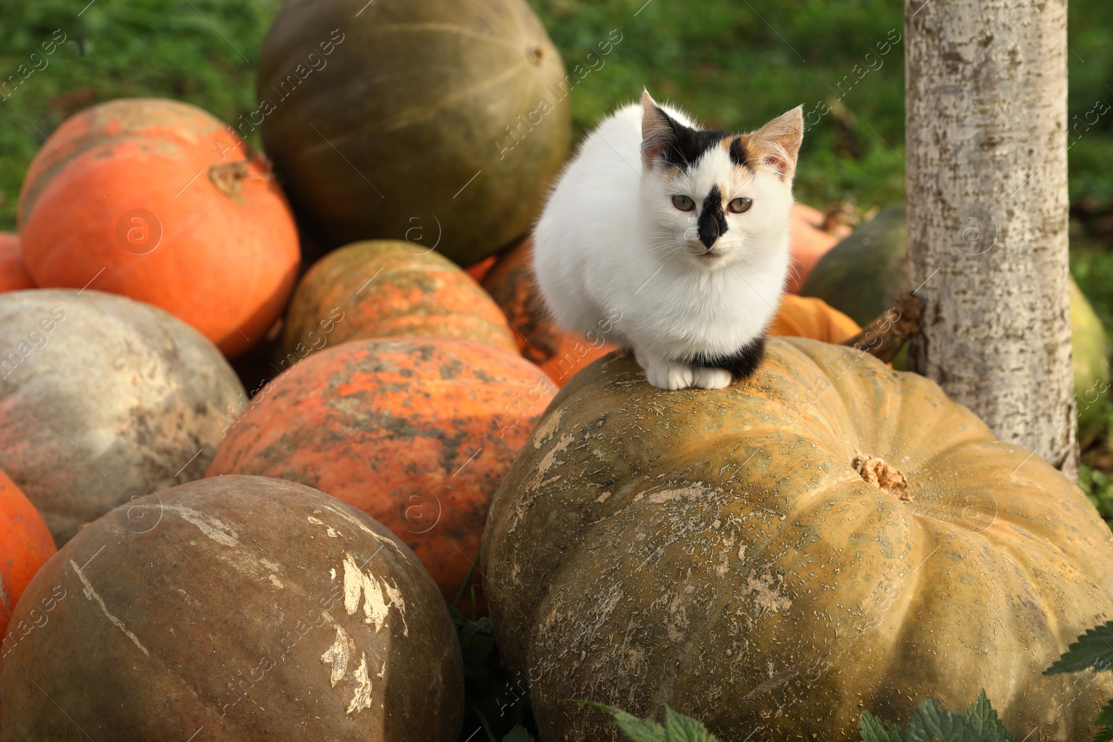 Photo of Cute fluffy cat on ripe pumpkin outdoors