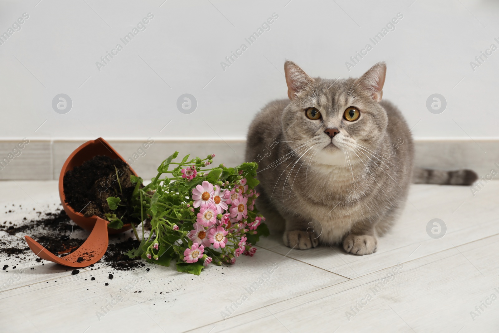 Photo of Cute cat and broken flower pot with cineraria plant on floor indoors