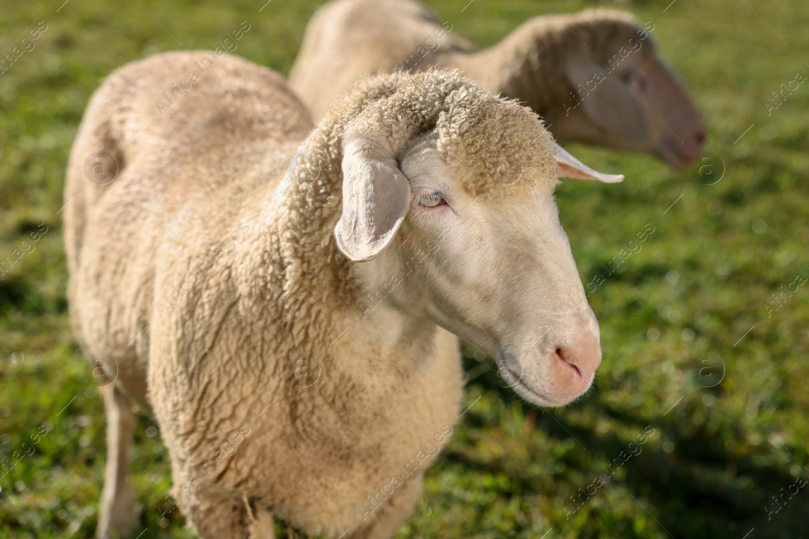 Photo of Cute sheep grazing outdoors on sunny day. Farm animals