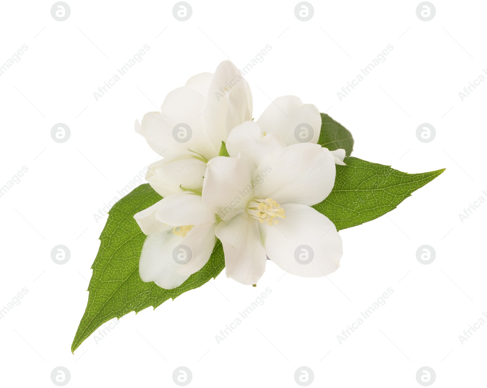 Photo of Branch of jasmine flowers and leaves isolated on white