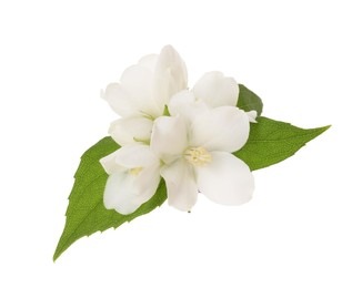 Photo of Branch of jasmine flowers and leaves isolated on white