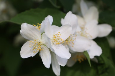 Closeup view of beautiful blooming white jasmine shrub outdoors