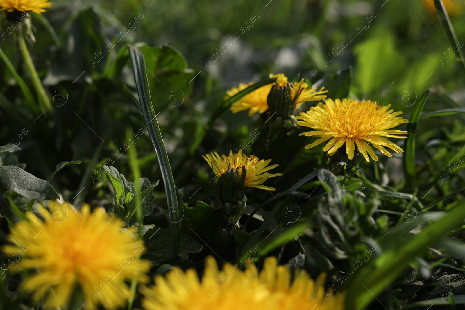 Photo of Beautiful bright yellow dandelions in green grass on sunny day, closeup