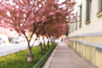 Blurred view of alley with beautiful blossoming sakura trees. Bokeh effect