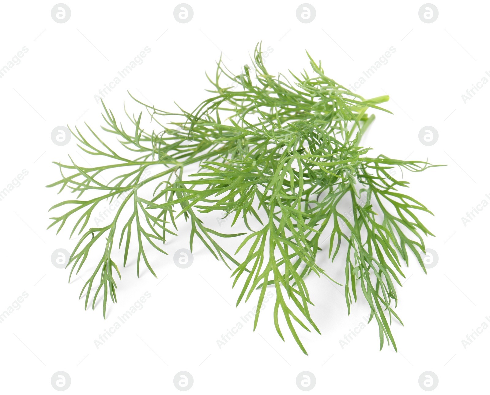 Photo of Sprigs of fresh dill isolated on white