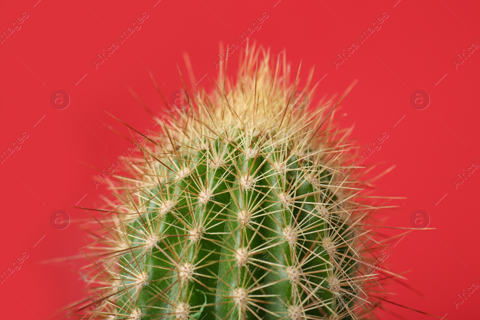 Photo of Beautiful green cactus on red background, closeup. Tropical plant