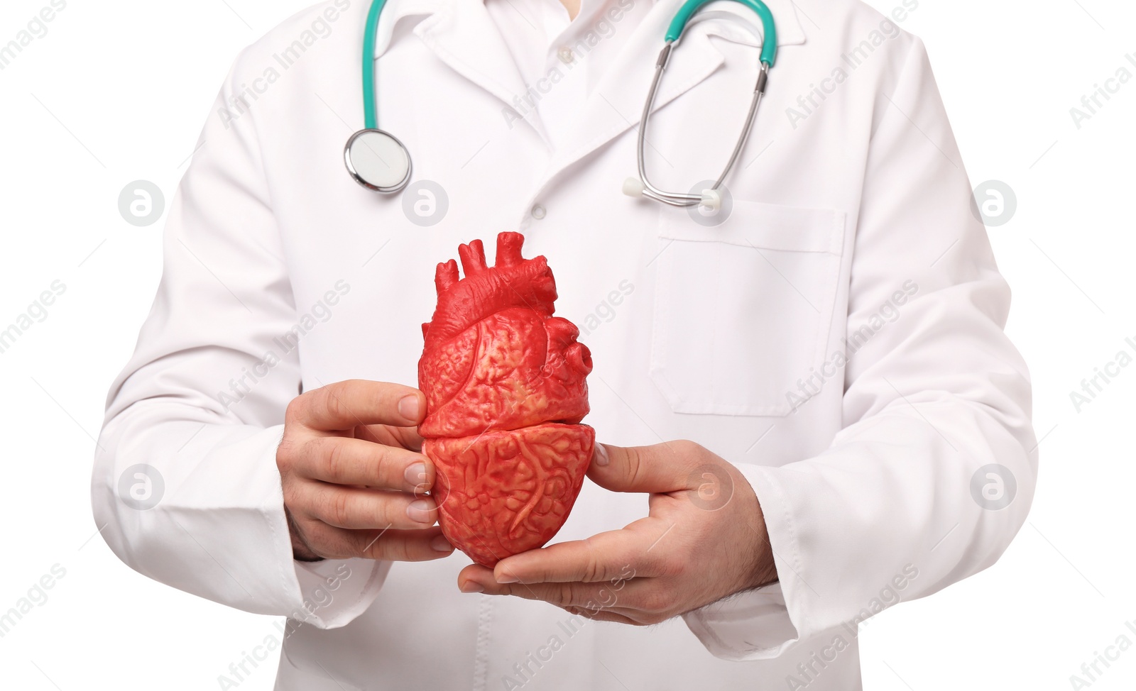 Photo of Doctor with stethoscope and model of heart on white background, closeup. Cardiology concept