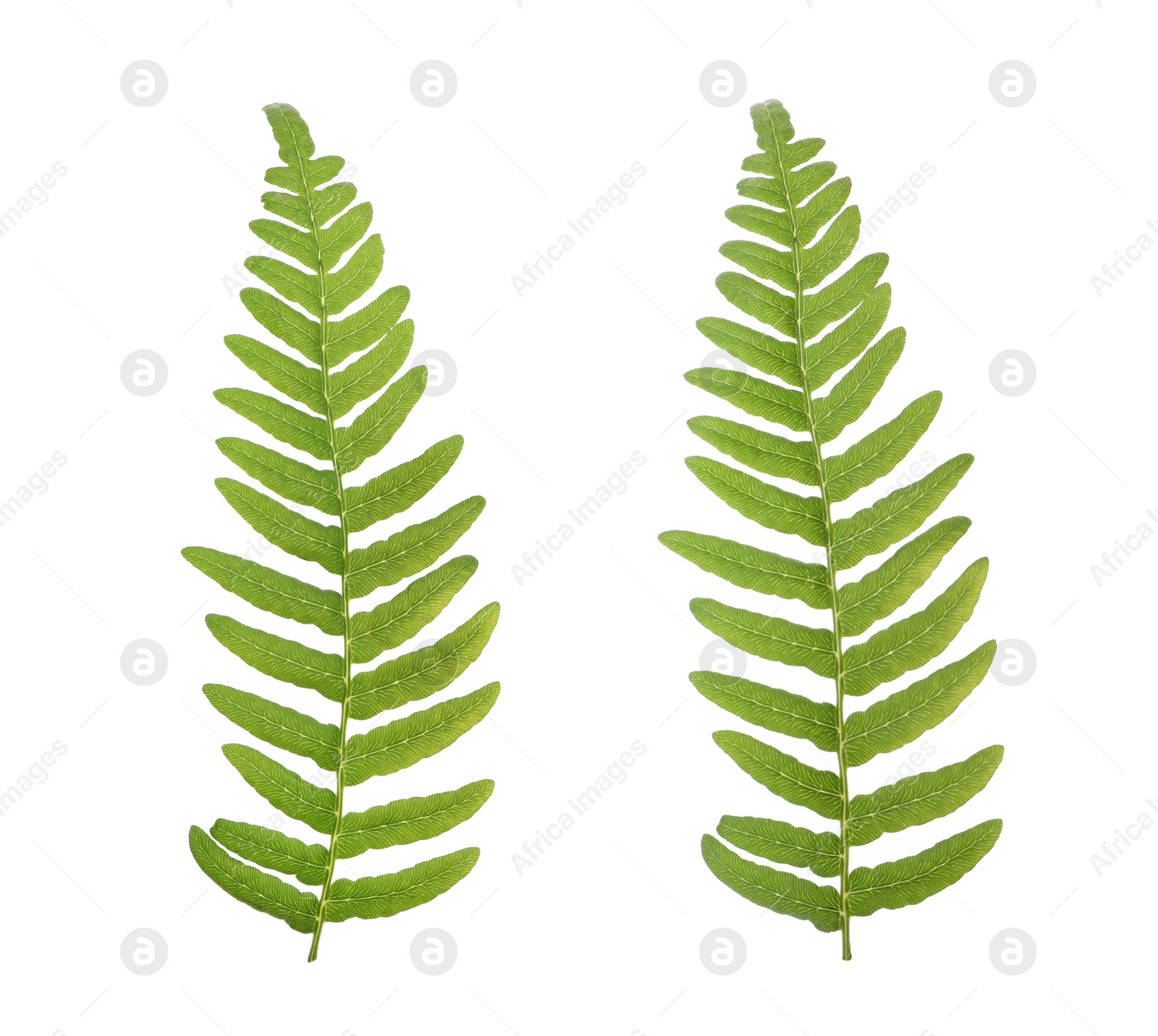 Image of Beautiful fern leaves on white background, collage