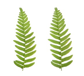 Image of Beautiful fern leaves on white background, collage