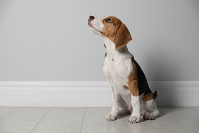 Photo of Cute Beagle puppy near grey wall indoors. Adorable pet