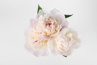 Beautiful peonies on white background, top view