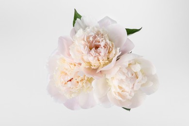 Photo of Beautiful peonies on white background, top view