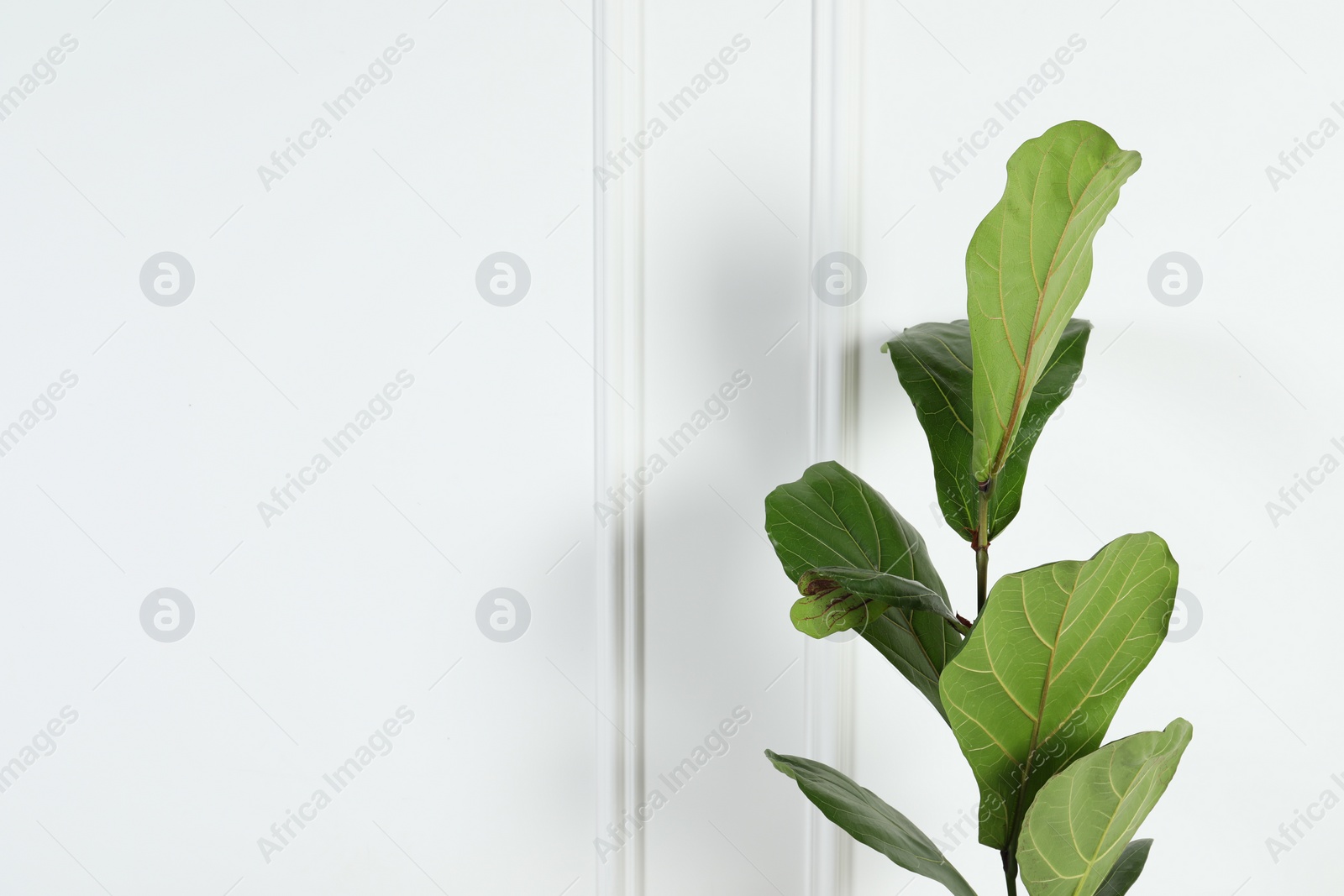 Photo of Beautiful ficus near white wall, space for text. Exotic houseplant