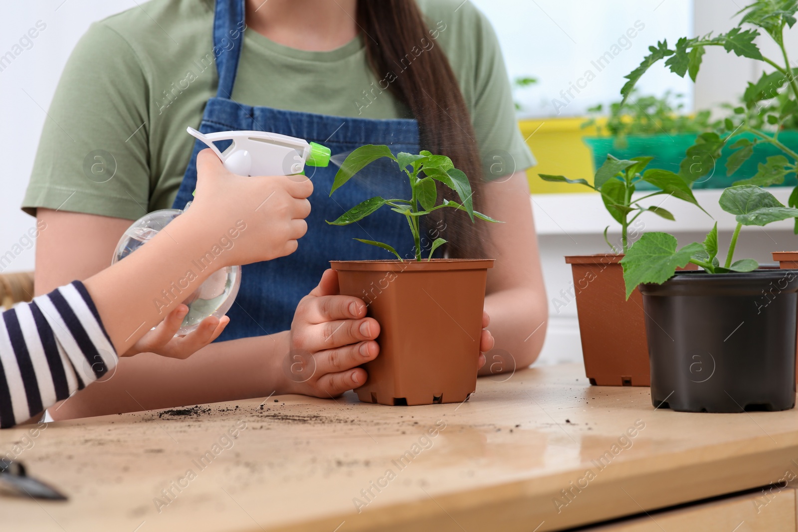 Photo of Mother and daughter spraying seedling in pot together at wooden table indoors, closeup