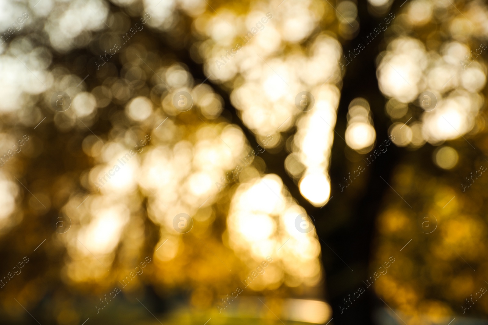 Photo of Blurred view of autumn park. Bokeh effect