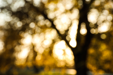Photo of Blurred view of autumn park. Bokeh effect