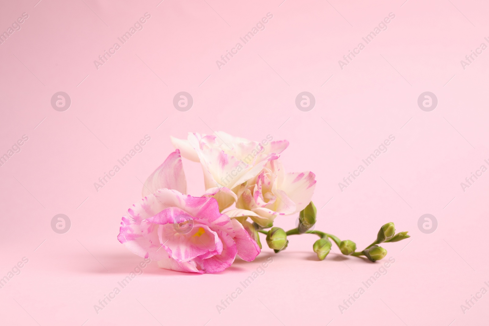 Photo of Beautiful blooming freesia flowers on pink background