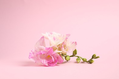 Photo of Beautiful blooming freesia flowers on pink background