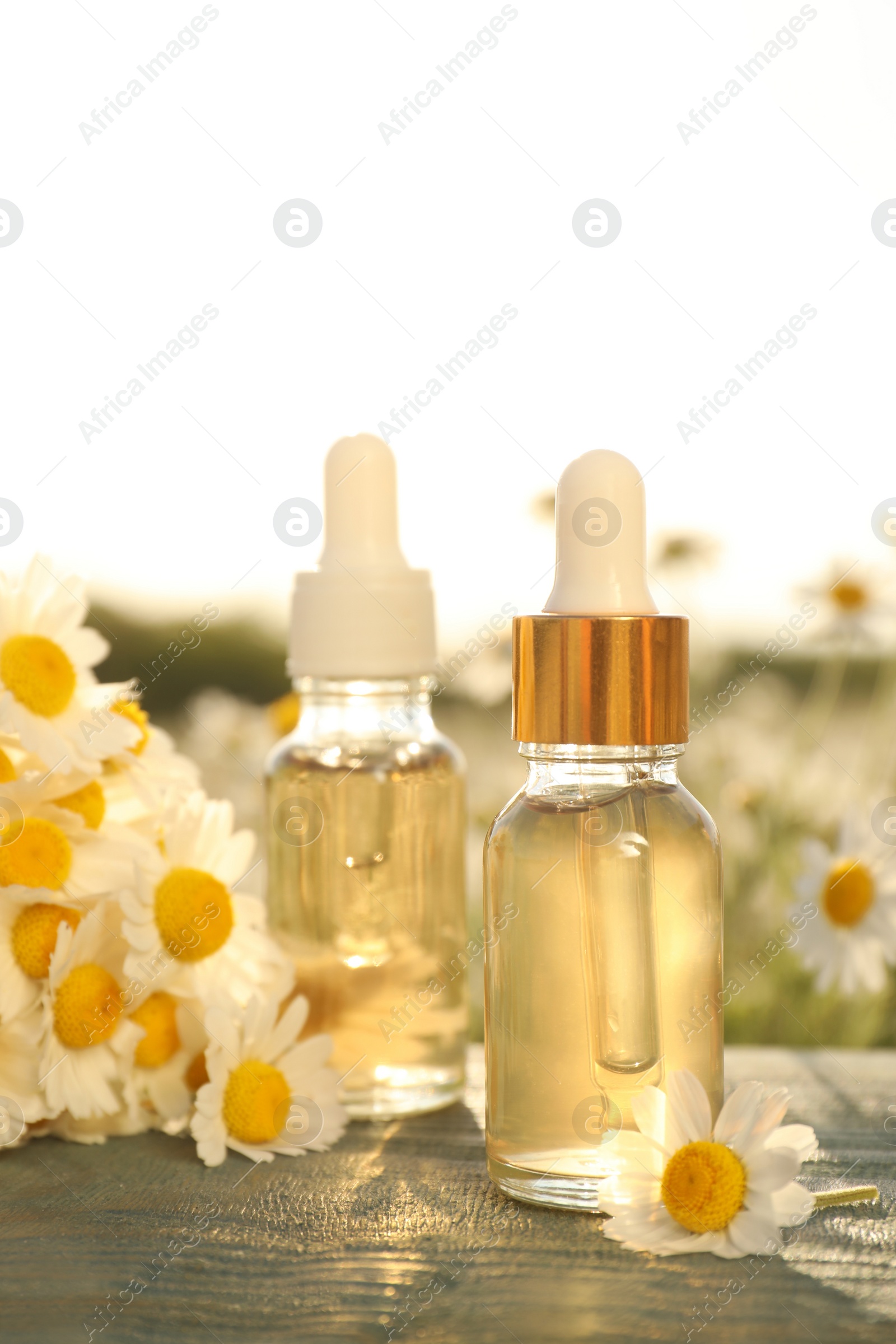 Photo of Bottles of essential oil and chamomiles on blue wooden table in field