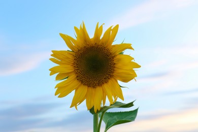 Beautiful blooming sunflower against sky on summer day