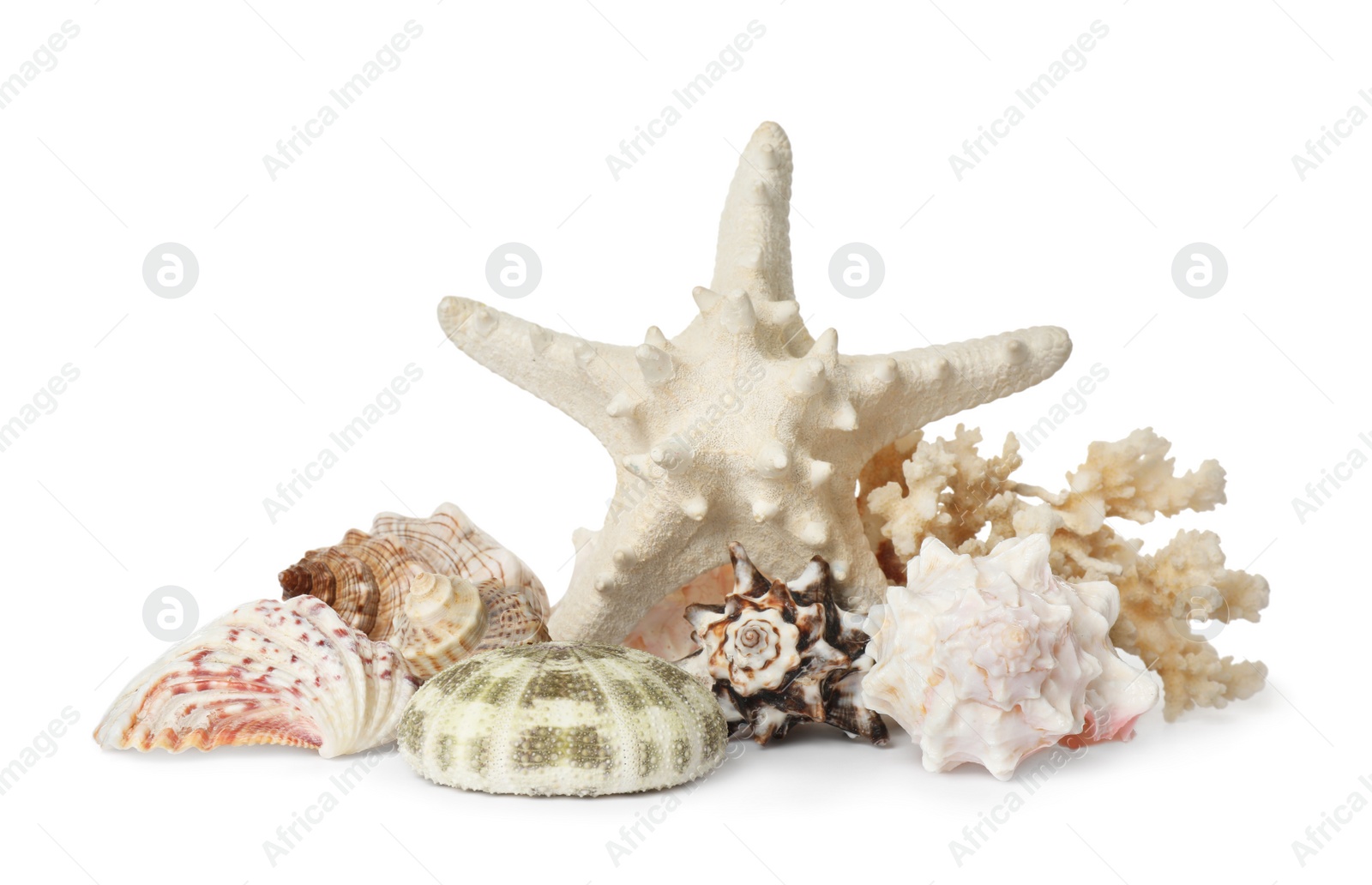 Photo of Beautiful starfish, coral and sea shells on white background