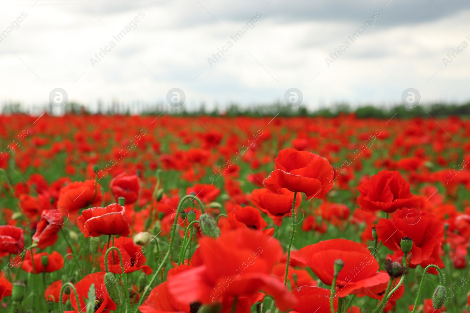 Photo of Beautiful red poppy flowers growing in field