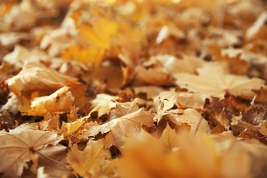 Autumn dry leaves on ground in park