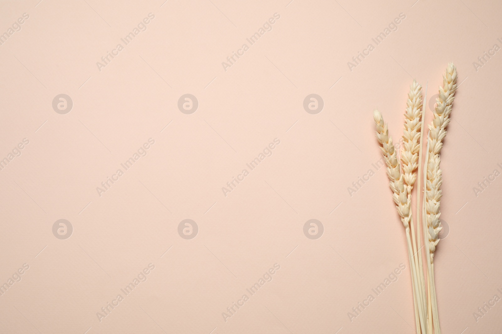 Photo of Bouquet of dried flowers on beige background, flat lay. Space for text