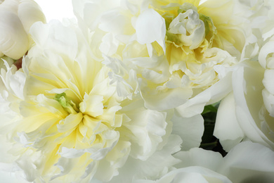 Photo of Beautiful white peonies as background, closeup view