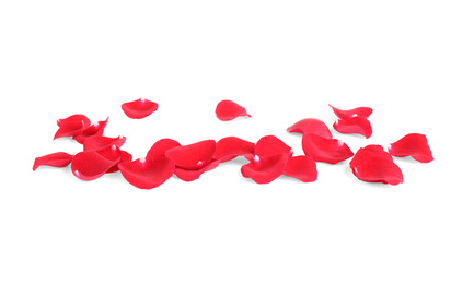 Fresh red rose petals on white background