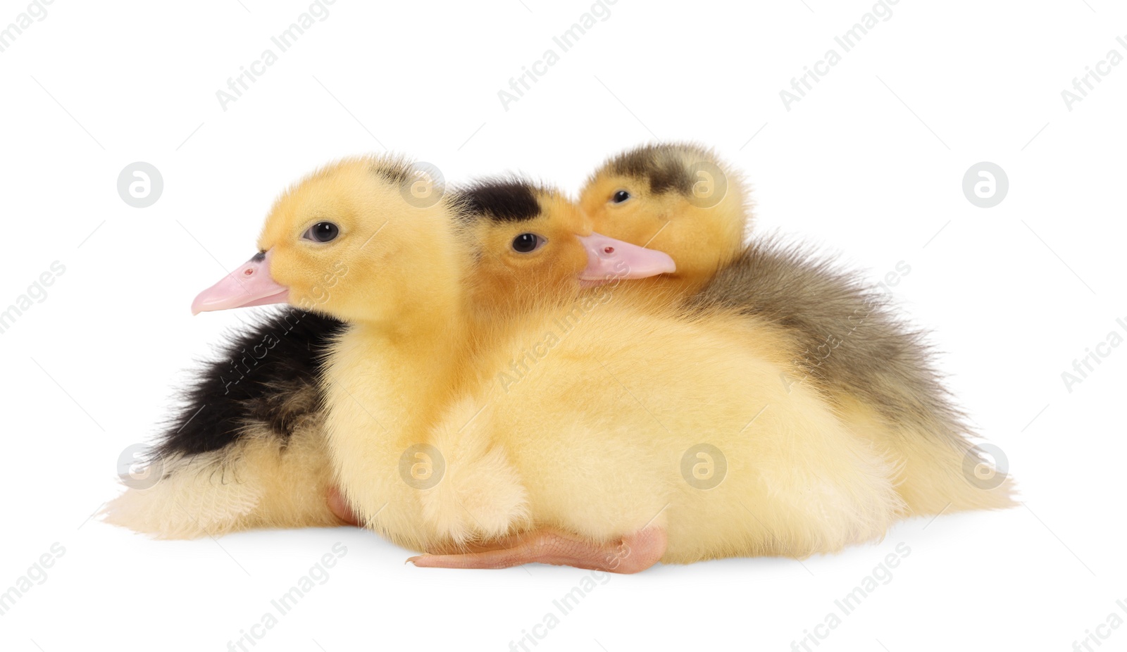 Photo of Baby animals. Cute fluffy ducklings on white background