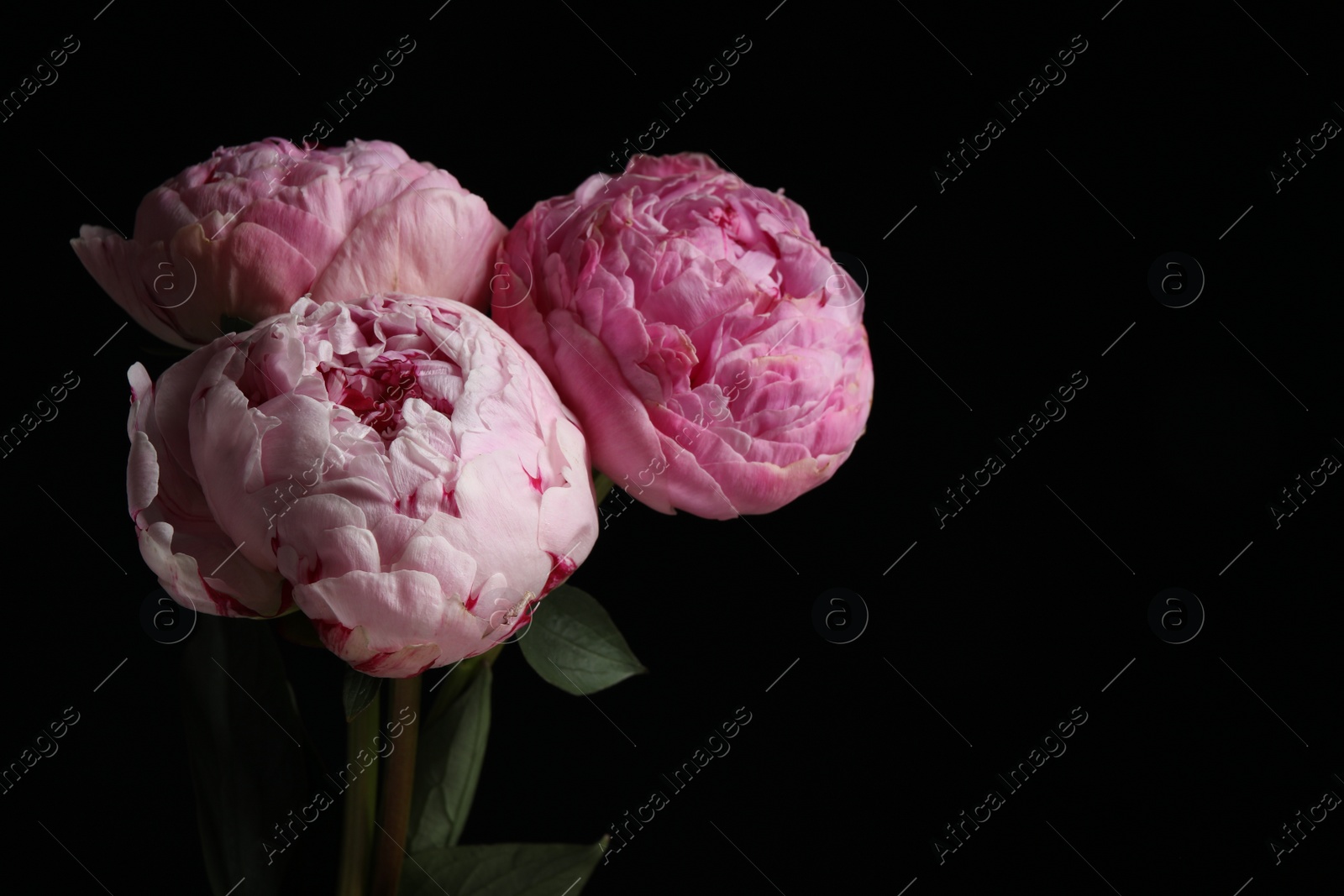 Photo of Beautiful fresh peonies on dark background, space for text