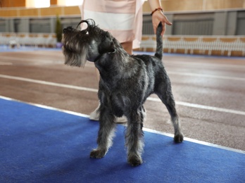 Photo of Cute grey Standard Schnauzer at dog show