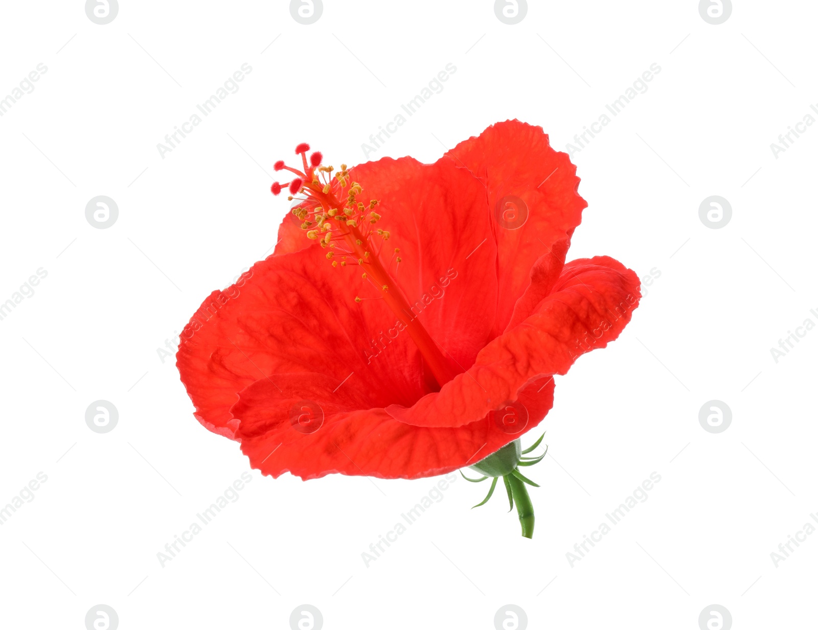 Photo of Beautiful red hibiscus flower isolated on white