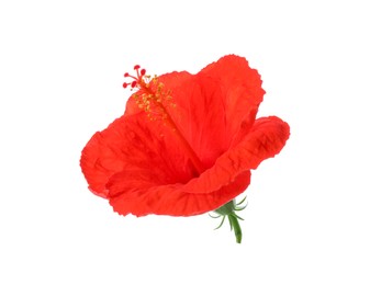 Beautiful red hibiscus flower isolated on white