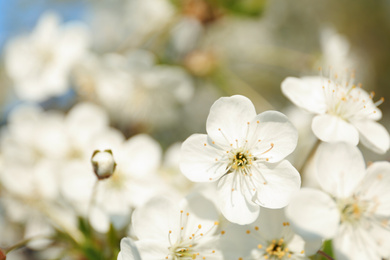 Blossoming cherry tree, closeup