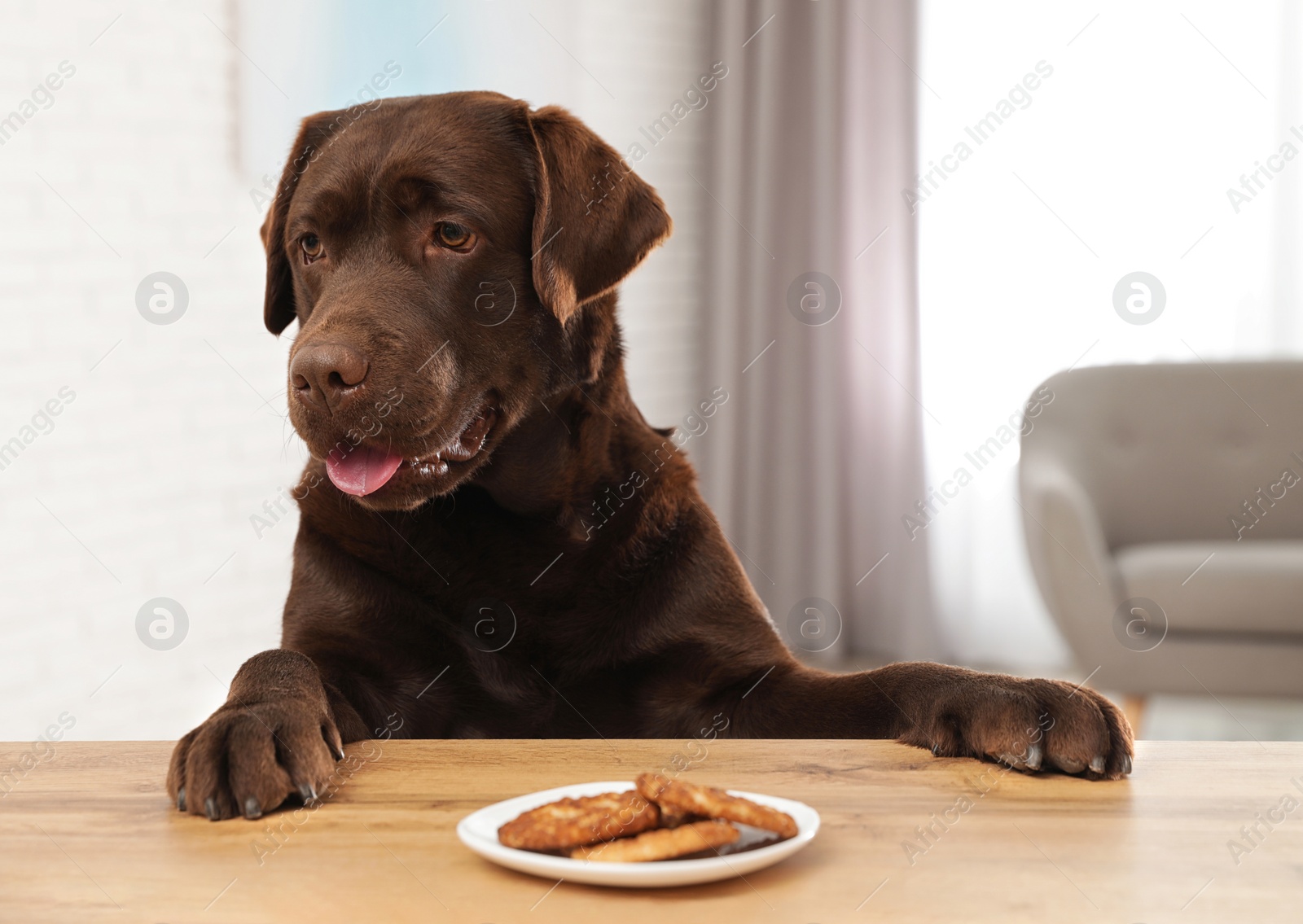 Photo of Chocolate labrador retriever at table with plate of cookies indoors