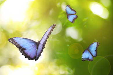 Beautiful common morpho butterflies flying in green garden