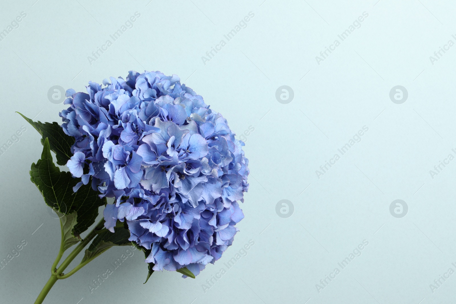 Photo of Branch of hortensia plant with delicate flowers on light blue background. Space for text