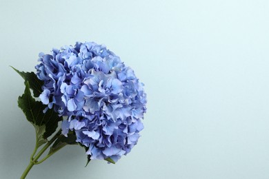 Branch of hortensia plant with delicate flowers on light blue background. Space for text