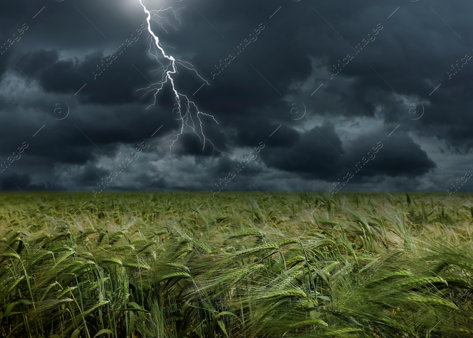 Image of View of field and cloudy sky with lightning. Thunderstorm